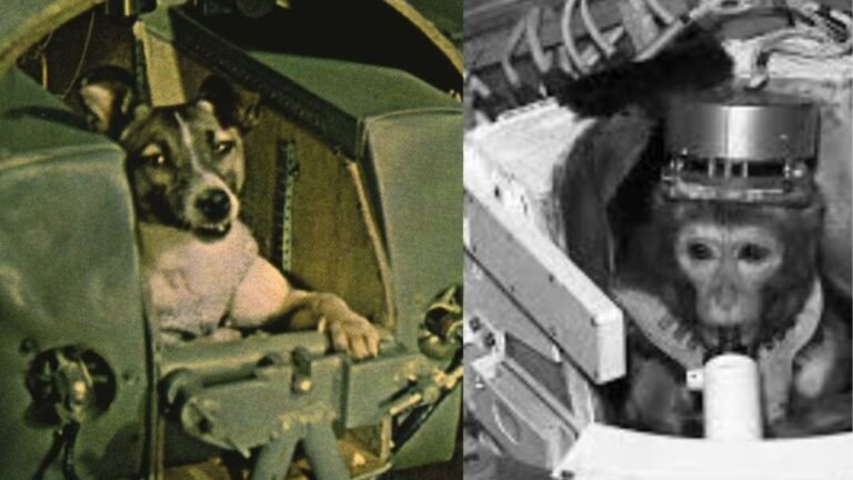 From Dogs to Monkeys: The Brave Creatures Who Went to Space
